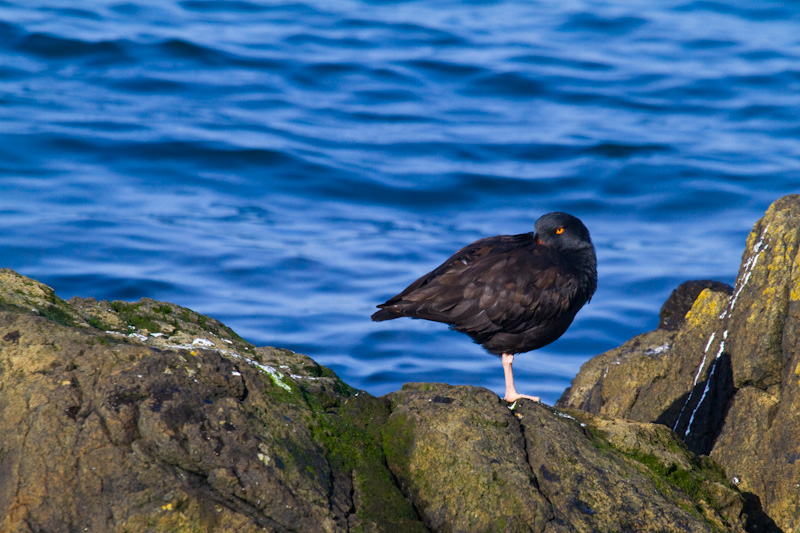 Black Oystercatcher